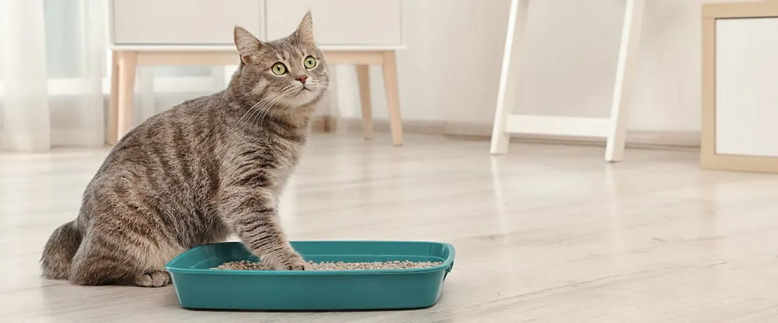 Lettiera vegetale per gatti: ecco perché sceglierla